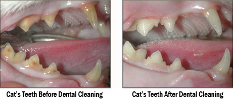 A Cat's Teeth Before and After a Dental Cleaning