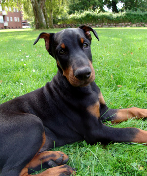 Studies with Dobermans offer clues in compulsive behavior