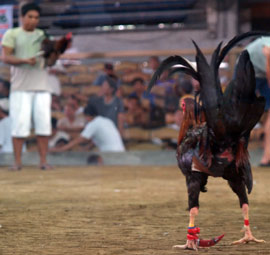 Cock fights are illegal but still exist