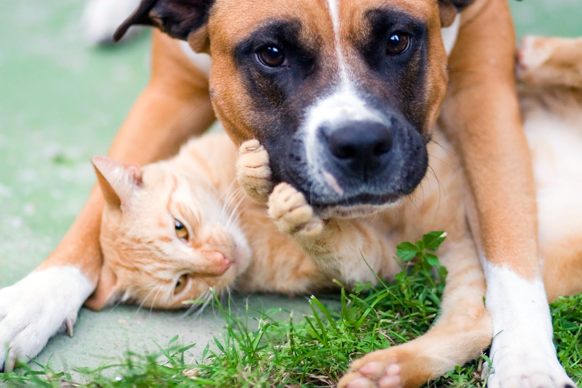 Rabies affects dogs and cats