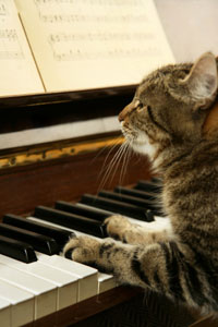 cat_playing_piano.jpg
