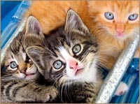 Kittens