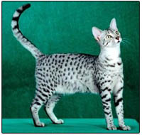 Egyptian Mau