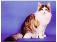 Norwegian Forest Cat