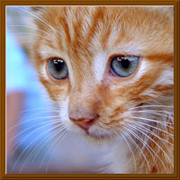 Whiskers