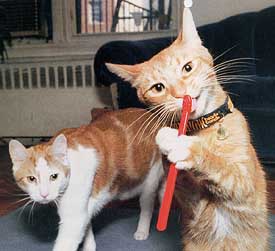 Help your pets keep their teeth clean