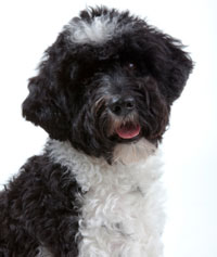 Do dogs know they are famous?