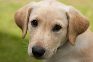 Dogs help sniff out bedbugs