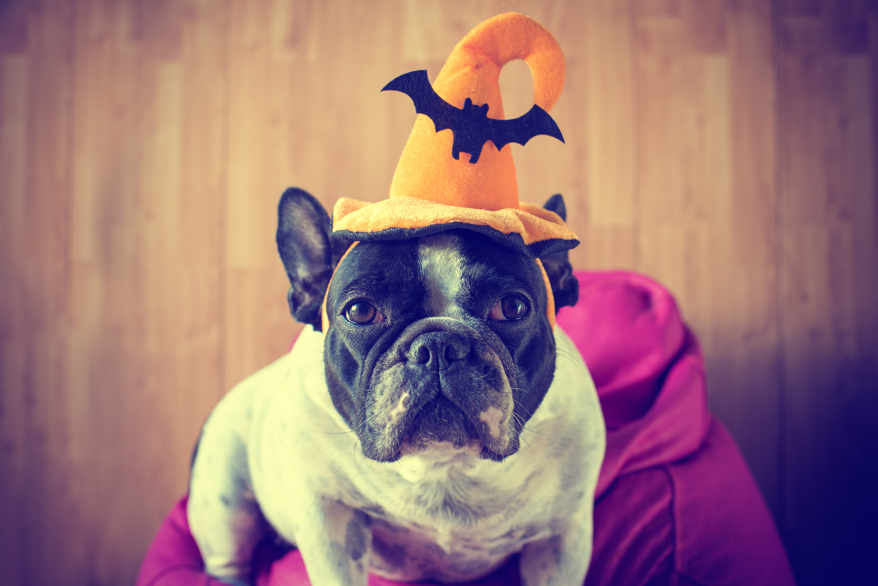 Halloween Pet Celebrations
