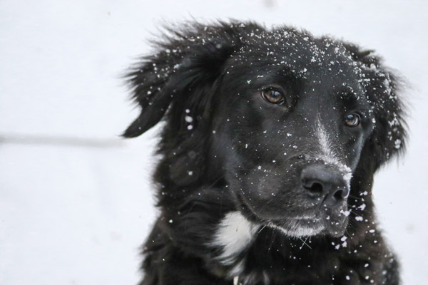 10 Tips To Keep Your Pet Warm and Safe this Winter - Mandarin Animal  Hospital Blog
