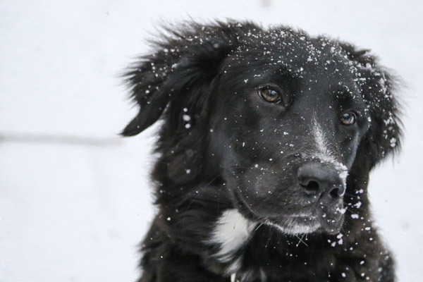 Dog in the snow