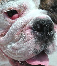 Cherry Eye in an English Bulldog