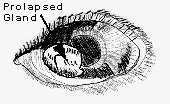Cherry eye