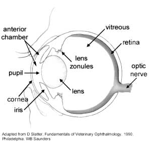 Normal Eye