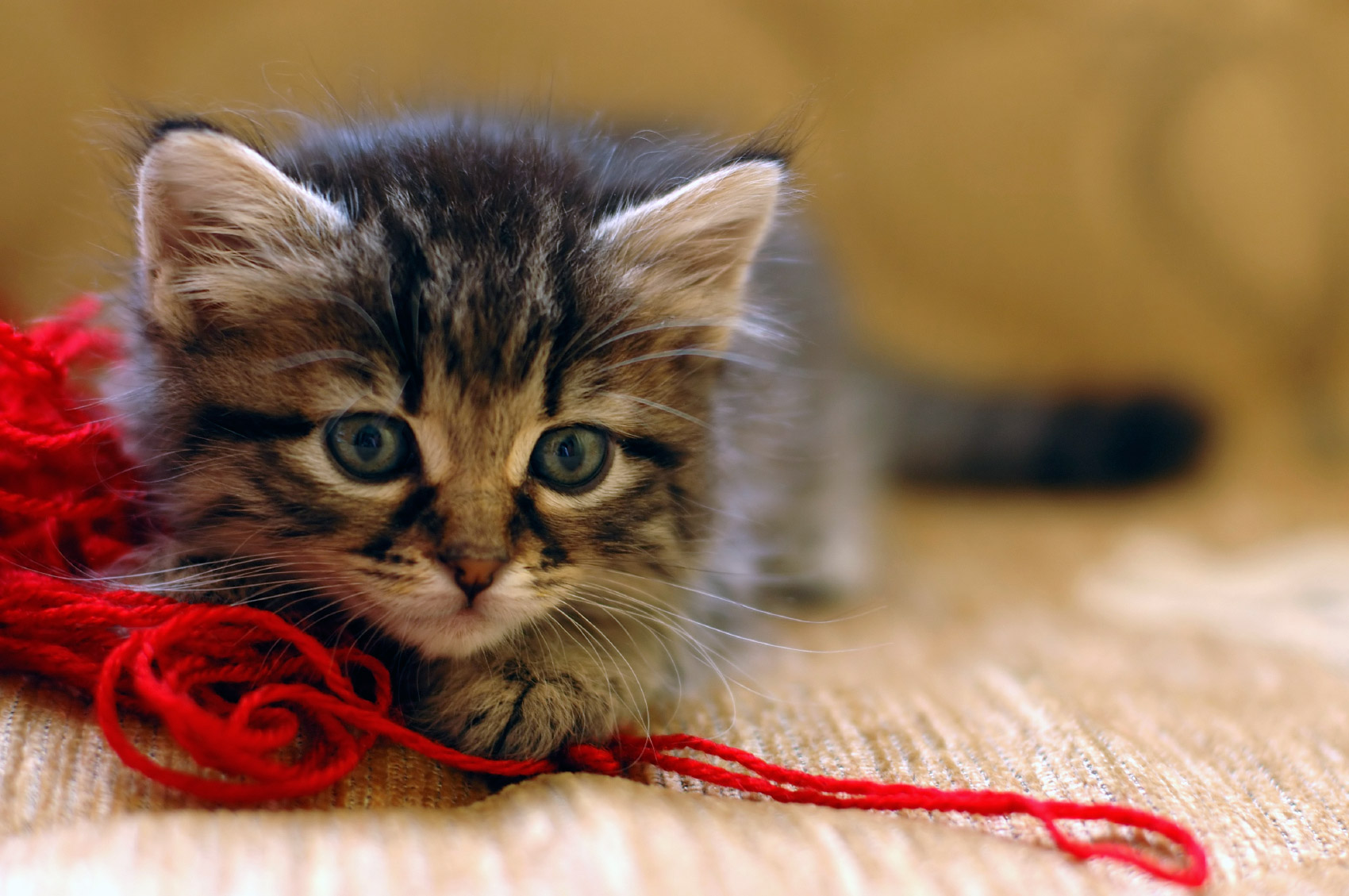 Cat Playing