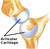 Hip Joint Showing Articular Cartilage