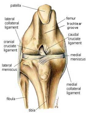 Normal exposed knee joint