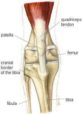 Normal knee joint