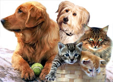 Americans own millions of pets