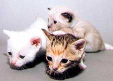 Orphan kittens