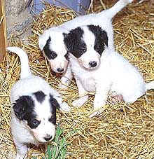 They may be cute, but do you have time for a puppy?
