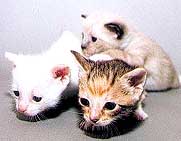They all may be cute, but which is right for you?