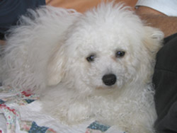 Bichon Frise