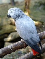 African Gray