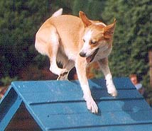 Agile Dog