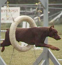Agility