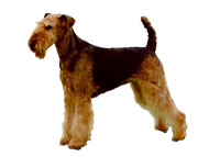 Airedale