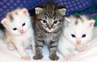 Allerca Hypoallergenic Kittens