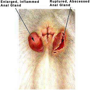 Abcessed anal glands in cats