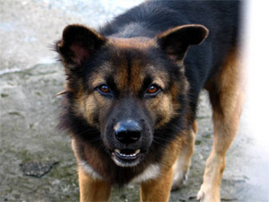 The majority of pets are euthanized because of behavior problems.