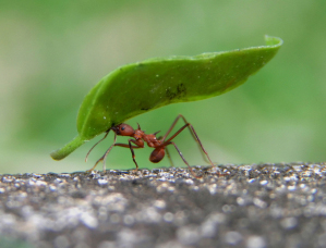 Facts About Ants.