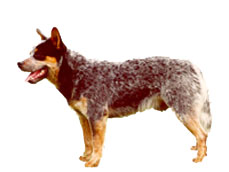 Australian Cattle Dog