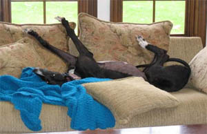 Are you ready to deal with pet problems?