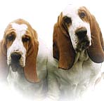 Basset hounds