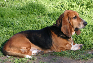 Basset Hound