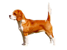 Beagle