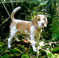 Beagle