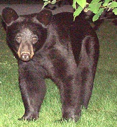 Bear