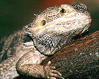 Bearded Dragon