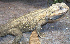 Bearded Dragon