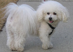 Bichon Frise