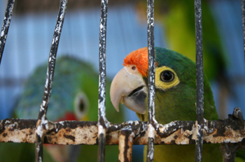 Cages can keep your bird out of harm's way.