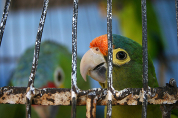 Cages can keep your bird out of harm's way.