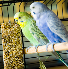 Birds in Cage Eating Food.