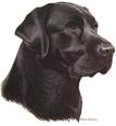 Black Lab