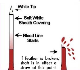 Injured blood feather.